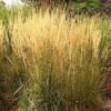 Karl Foerster Feather Reed Grass 1 Karl Foerster Feather Reed Grass -Sosoli Plant Shop calamagrostis acutiflora karl foerster grass 3