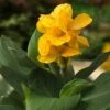CannaSol™ Happy Emily® Canna Lily -Sosoli Plant Shop canna cannasol series canna lily yellow happy emily in pot cropped
