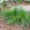 Appalachian Sedge -Sosoli Plant Shop carex appalachica hoffman cropped 2 2