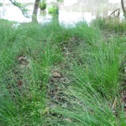 Appalachian Sedge -Sosoli Plant Shop carex appalachica hoffman cropped 3 1