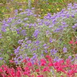 Dark Knight Caryopteris -Sosoli Plant Shop caryopteris dark knight bush
