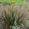 Caspian Feather Reed Grass -Sosoli Plant Shop caspian feather reed grass