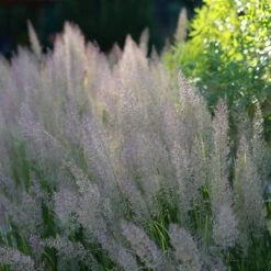 Caspian Feather Reed Grass -Sosoli Plant Shop caspian feather reed grass 2