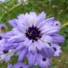 Cupid's Dart (Catanache) -Sosoli Plant Shop catananche caerulea cupids dart flowers