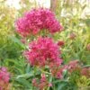 Pink Valerian (Centranthus) -Sosoli Plant Shop centranthus cropped