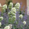 White Valerian (Centranthus) -Sosoli Plant Shop centranthus ruber albus and nepeta