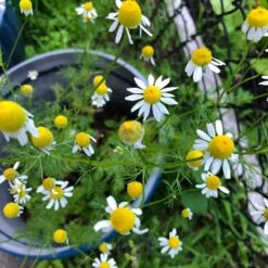 Alternative Lawn Wildflower Seed Mix -Sosoli Plant Shop chamomile potted
