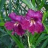 Lucretia Hamilton Desert Willow -Sosoli Plant Shop chilopsis lucrietia hamilton close up