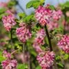 Claremont Flowering Currant (Ribes) -Sosoli Plant Shop claremont flowering currant ribes pink flowers