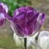 Colorado Proud Triumph Tulip 2 Colorado Proud Triumph Tulip -Sosoli Plant Shop colorado proud tulip purple