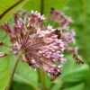 Common Milkweed -Sosoli Plant Shop common milkweed seeds pollinators