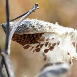 Common Milkweed -Sosoli Plant Shop common milkweed seeds seed pod