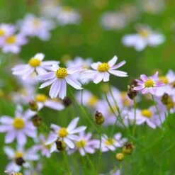 American Dream Coreopsis -Sosoli Plant Shop coreopsis american dream 3