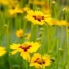 Sterntaler Coreopsis -Sosoli Plant Shop coreopsis sterntaler tickseed 37945