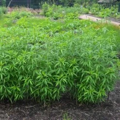 Gold Standard Coreopsis -Sosoli Plant Shop coreopsis gold standard foliage cropped northcreek