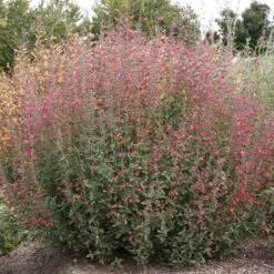 Coronado® Red Agastache -Sosoli Plant Shop coronado red agastache full plant