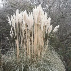 Dwarf Pampas Grass -Sosoli Plant Shop cortaderia selloana white feather pampas grass winter 1