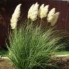Dwarf Pampas Grass -Sosoli Plant Shop cortaderia selloana pumila 2