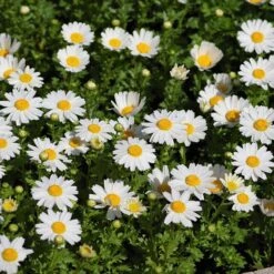 Alternative Lawn Wildflower Seed Mix -Sosoli Plant Shop creeping daisy