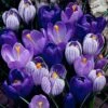 Blue Moon Dutch Crocus Mix -Sosoli Plant Shop crocus blue moon mix
