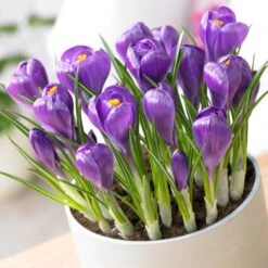 Remembrance Dutch Crocus 15 Remembrance Dutch Crocus -Sosoli Plant Shop crocus remembrance visi75695