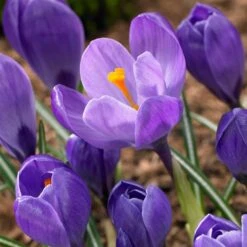 Remembrance Dutch Crocus 17 Remembrance Dutch Crocus -Sosoli Plant Shop crocus remembrance visi86705