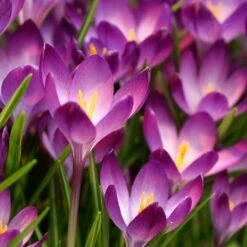 Tommasini's Ruby Giant Crocus -Sosoli Plant Shop crocus tommasinianus bulbs ruby giant 39150 1 web
