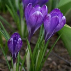 Tommasini's Ruby Giant Crocus -Sosoli Plant Shop crocus tommasinianus bulbs ruby giant 39150 3 web