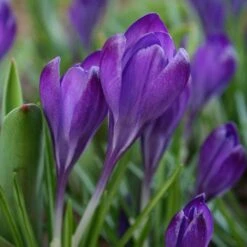 Tommasini's Ruby Giant Crocus -Sosoli Plant Shop crocus tommasinianus bulbs ruby giant 39150 4 web