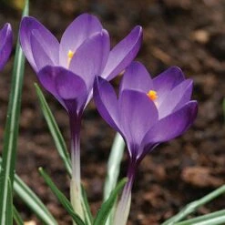 Tommasini's Ruby Giant Crocus -Sosoli Plant Shop crocus tommasinianus bulbs ruby giant 39150 5 web