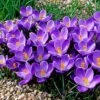 Remembrance Dutch Crocus -Sosoli Plant Shop crocusremembrance4 1
