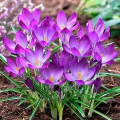 Tommasini's Ruby Giant Crocus -Sosoli Plant Shop crocusrubygiant1 1