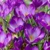 Tommasini's Ruby Giant Crocus 2 Tommasini's Ruby Giant Crocus -Sosoli Plant Shop crocusrubygiant 5