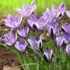 Spring Beauty Snow Crocus -Sosoli Plant Shop crocusspringbeauty