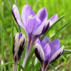 Spring Beauty Snow Crocus -Sosoli Plant Shop crocusspringbeauty1