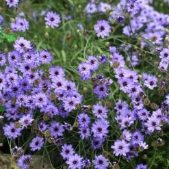 Cupid's Dart (Catanache) -Sosoli Plant Shop cupids dart catananche caerulea garden
