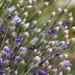 Cupid's Dart (Catanache) -Sosoli Plant Shop cupids dart catananche caerulea garden before bloom