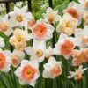 60 Days Of Daffodils Mix 2 60 Days Of Daffodils Mix -Sosoli Plant Shop daffodil mix web