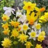 Rock Garden Daffodil Mix -Sosoli Plant Shop daffodil narcissus rock garden mixture