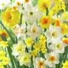 Fragrant Daffodil Mix -Sosoli Plant Shop daffodilfragrantmix
