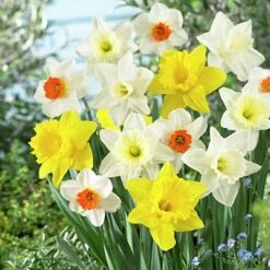 Large Cupped Daffodil Mix -Sosoli Plant Shop daffodillargecuppedmix5
