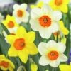 Large Cupped Daffodil Mix -Sosoli Plant Shop daffodillargecuppedmix6