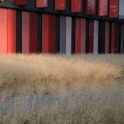 Gold Dew Tufted Hair Grass -Sosoli Plant Shop deschampsia cespitosa goldtau hoffman cropped 1 2