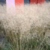 Gold Dew Tufted Hair Grass -Sosoli Plant Shop deschampsia cespitosa goldtau hoffman cropped 3 2
