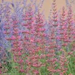 Desert Sunrise® Agastache -Sosoli Plant Shop desert sunrise agastache close up