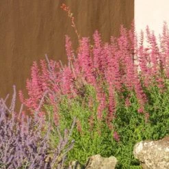 Desert Sunrise® Agastache -Sosoli Plant Shop desert sunrise agastache rock garden
