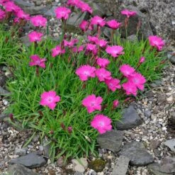 Kahori Pink® Dianthus 9 Kahori Pink® Dianthus -Sosoli Plant Shop dianthus kahor pink