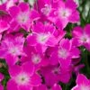 Kahori Pink® Dianthus -Sosoli Plant Shop dianthus kahori close up