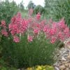 Coral Canyon® Twinspur (Diascia) -Sosoli Plant Shop diascia integerrima pat.hayward