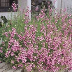 Coral Canyon® Twinspur (Diascia) -Sosoli Plant Shop diascia integerrima 42410